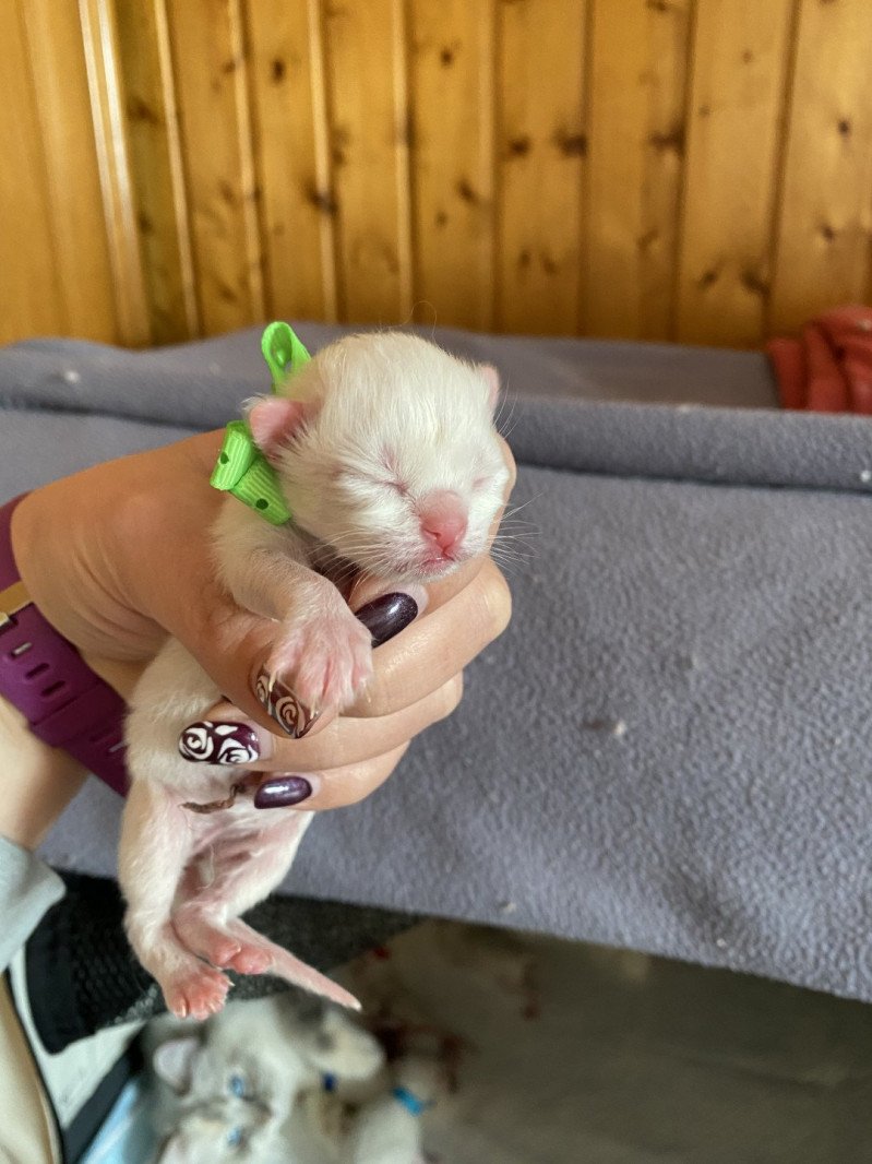 Trycoline’s Real Love Amy Femelle Ragdoll