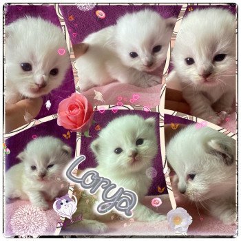 chaton Ragdoll Reine de Lorya Trycoline’s