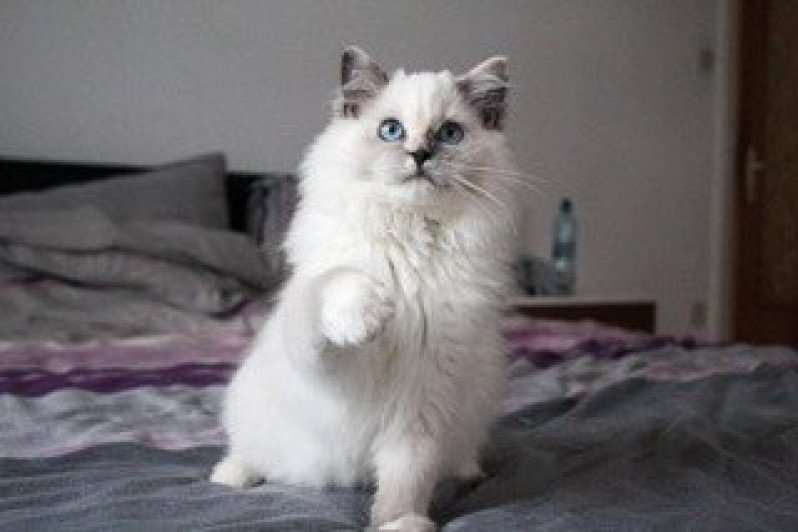 Trycoline’s Reine de Lorya Femelle Ragdoll