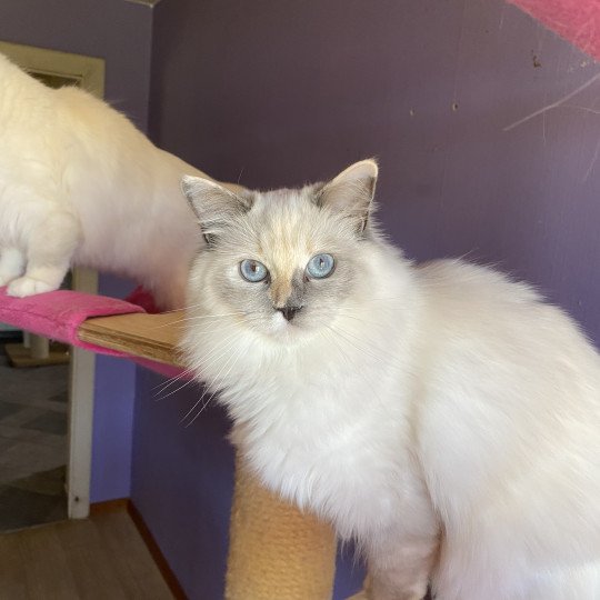 Trycoline’s Reine de Lorya Femelle Ragdoll