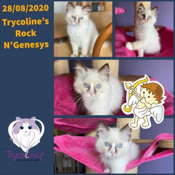 chaton Ragdoll chocolate point mitted Rock N’Genesys Trycoline’s chaton Ragdoll chocolate point mitted Rock N’Genesys Trycoline’s