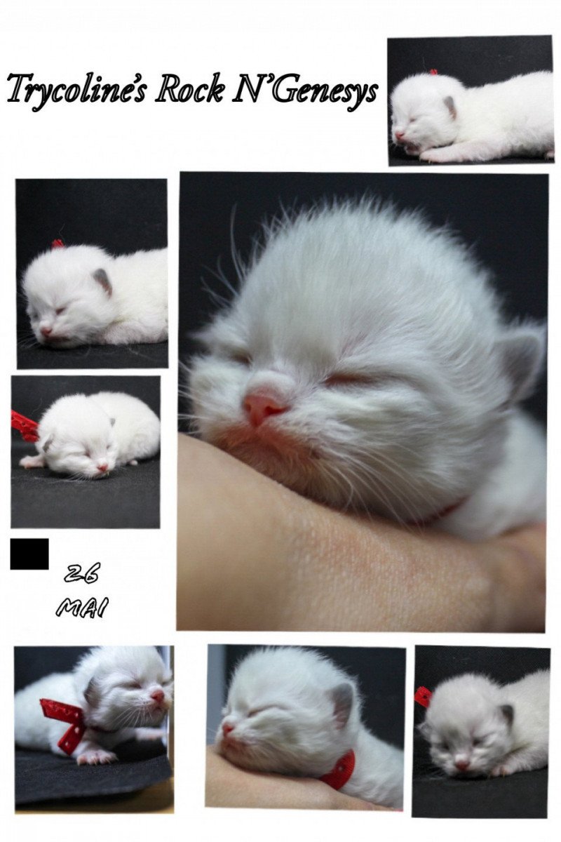 Trycoline’s Rock N’Genesys Mâle Ragdoll