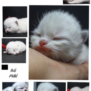 chaton Ragdoll Rock N’Genesys Trycoline’s chaton Ragdoll Rock N’Genesys Trycoline’s