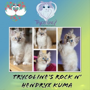 chaton Ragdoll Rock N’Hendryx Kuma Trycoline’s chaton Ragdoll Rock N’Hendryx Kuma Trycoline’s