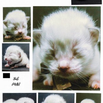 chaton Ragdoll Rock N’Hendryx Trycoline’s chaton Ragdoll Rock N’Hendryx Trycoline’s