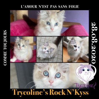 chaton Ragdoll Rock N’Kyss Trycoline’s