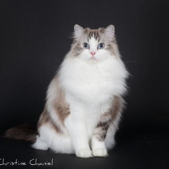 chat Ragdoll seal tabby point bicolor Rock N’Kyss Trycoline’s
