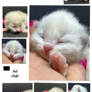 chaton Ragdoll Rock N’Kiss Trycoline’s chaton Ragdoll Rock N’Kiss Trycoline’s