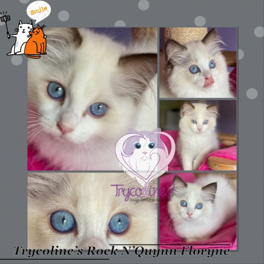 Trycoline’s Rock N’Quynn Floryne Femelle Ragdoll