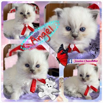 chaton Ragdoll Rocksteady Angel of the Morning Trycoline’s chaton Ragdoll Rocksteady Angel of the Morning Trycoline’s