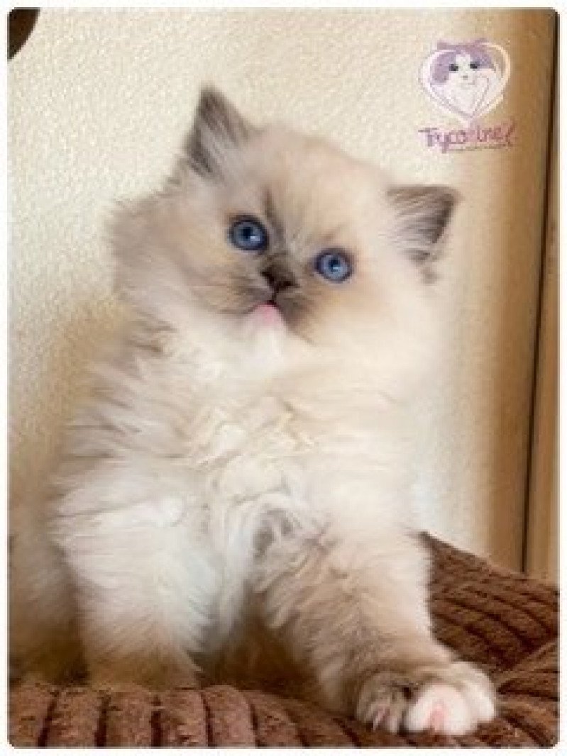 Trycoline’s Rocksteady Angel of the Morning Mâle Ragdoll Trycoline’s Rocksteady Angel of the Morning Mâle Ragdoll