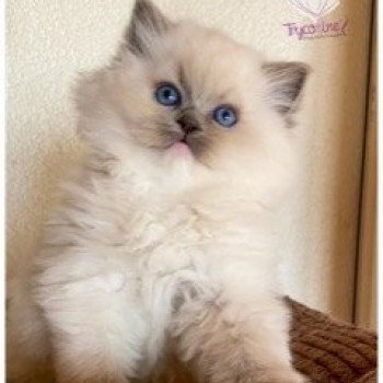 chaton Ragdoll point mitted Rocksteady Angel of the Morning Trycoline’s