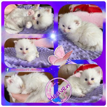 chaton Ragdoll Rocksteady Heaven and Earth Trycoline’s