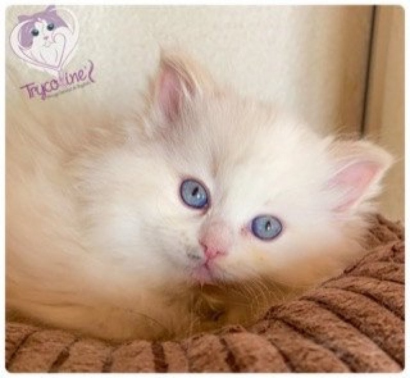 Trycoline’s Rocksteady Heaven and Earth Mina Femelle Ragdoll Trycoline’s Rocksteady Heaven and Earth Mina Femelle Ragdoll
