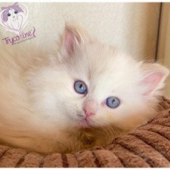 chaton Ragdoll lilac tortie point mitted Rocksteady Heaven and Earth Mina Trycoline’s