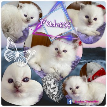 chaton Ragdoll lilac point mitted Rocksteady Madness Fantôme Trycoline’s