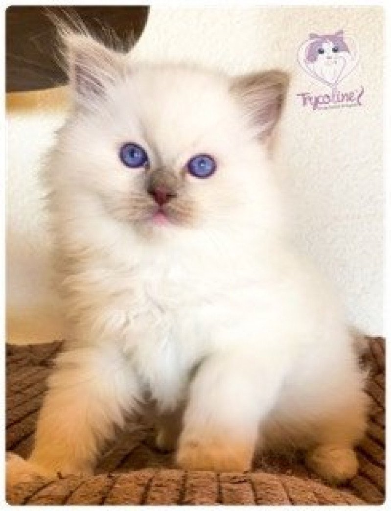 Trycoline’s Rocksteady Madness Fantôme Mâle Ragdoll Trycoline’s Rocksteady Madness Fantôme Mâle Ragdoll