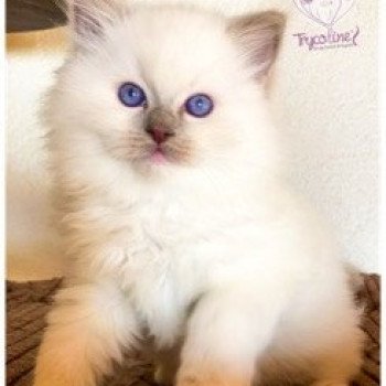 chaton Ragdoll lilac point mitted Rocksteady Madness Fantôme Trycoline’s