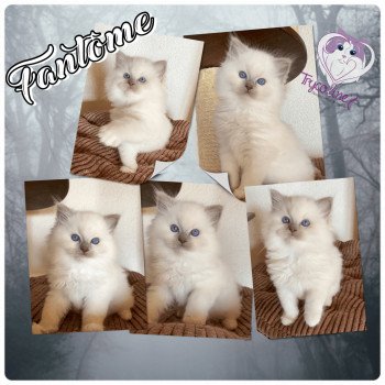 chaton Ragdoll lilac point mitted Rocksteady Madness Fantôme Trycoline’s