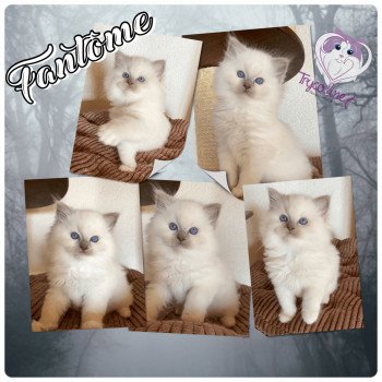 chaton Ragdoll lilac point mitted Rocksteady Madness Fantôme Trycoline’s chaton Ragdoll lilac point mitted Rocksteady Madness Fantôme Trycoline’s