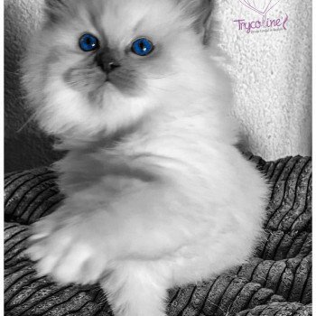 chaton Ragdoll lilac point mitted Rocksteady Madness Fantôme Trycoline’s
