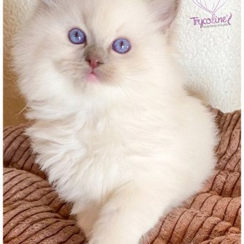 chaton Ragdoll lilac point mitted Rocksteady Madness Fantôme Trycoline’s chaton Ragdoll lilac point mitted Rocksteady Madness Fantôme Trycoline’s