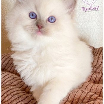 chaton Ragdoll lilac point mitted Rocksteady Madness Fantôme Trycoline’s