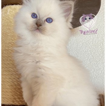 chaton Ragdoll lilac point mitted Rocksteady Madness Fantôme Trycoline’s