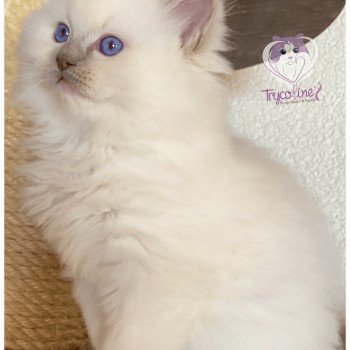 chaton Ragdoll lilac point mitted Rocksteady Madness Fantôme Trycoline’s