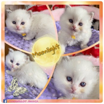 chaton Ragdoll lilac point bicolor Rocksteady Moonlight Lover Toki Trycoline’s