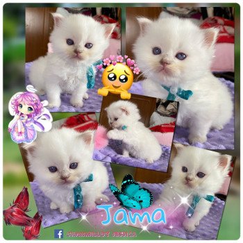 chaton Ragdoll Rocksteady My Jamaican Girl Ori Trycoline’s chaton Ragdoll Rocksteady My Jamaican Girl Ori Trycoline’s