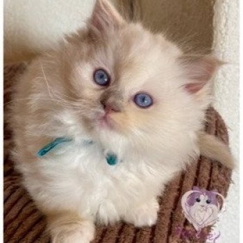 chaton Ragdoll lilac tortie point mitted Rocksteady My Jamaican Girl Ori Trycoline’s