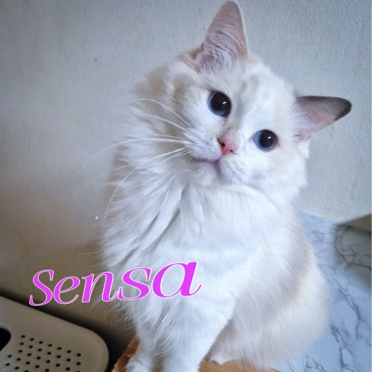 Trycoline’s Rocksteady Sweet Love Sensation Femelle Ragdoll