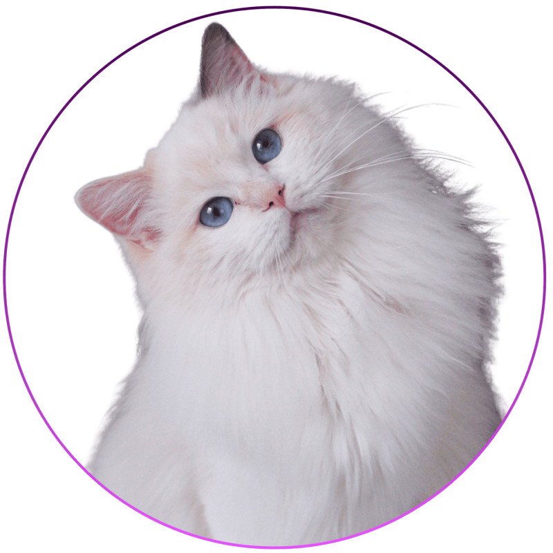 Trycoline’s Rocksteady Sweet Love Sensation Femelle Ragdoll Trycoline’s Rocksteady Sweet Love Sensation Femelle Ragdoll