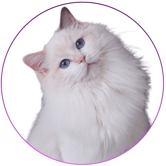 Trycoline’s Rocksteady Sweet Love Sensation Femelle Ragdoll