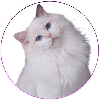 chat Ragdoll blue tortie point bicolor Rocksteady Sweet Love Sensation Trycoline’s chat Ragdoll blue tortie point bicolor Rocksteady Sweet Love Sensation Trycoline’s