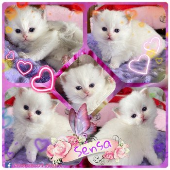 chaton Ragdoll Rocksteady Sweet Sensation Trycoline’s