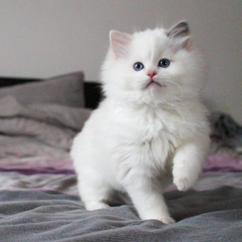 Trycoline’s Rocksteady Sweet Love Sensation Femelle Ragdoll
