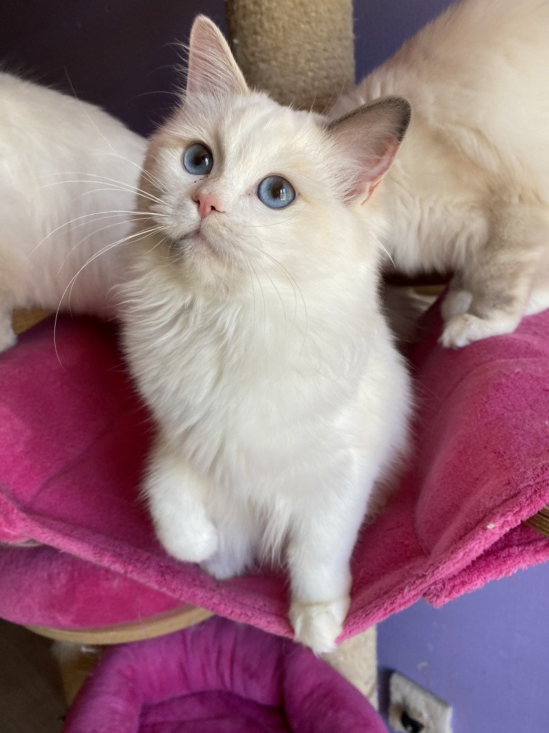 Trycoline’s Rocksteady Sweet Love Sensation Femelle Ragdoll