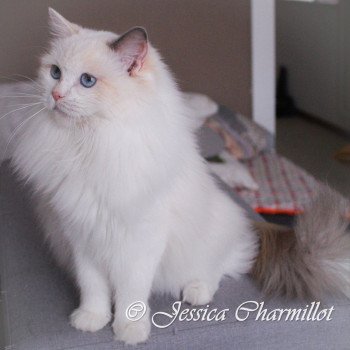 chat Ragdoll blue tortie point bicolor Rocksteady Sweet Love Sensation Trycoline’s