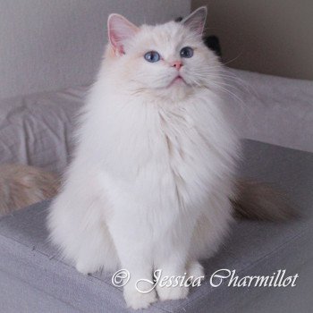 chat Ragdoll blue tortie point bicolor Rocksteady Sweet Love Sensation Trycoline’s