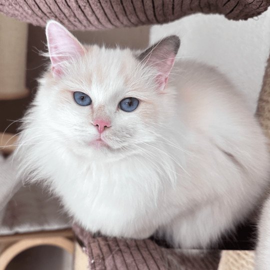 Trycoline’s Rocksteady Sweet Love Sensation Femelle Ragdoll