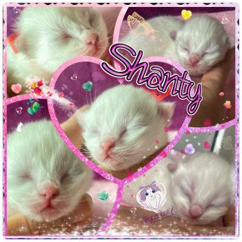 chaton Ragdoll Shanty Trycoline’s chaton Ragdoll Shanty Trycoline’s