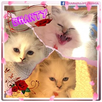 chaton Ragdoll Reggae Shanty Town Trycoline’s chaton Ragdoll Reggae Shanty Town Trycoline’s