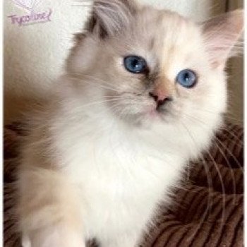 chaton Ragdoll blue tortie point mitted Reggae Shanty Town Trycoline’s