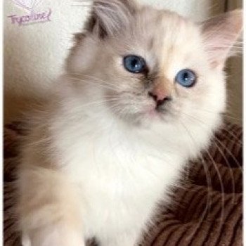 chaton Ragdoll blue tortie point mitted Reggae Shanty Town Trycoline’s chaton Ragdoll blue tortie point mitted Reggae Shanty Town Trycoline’s