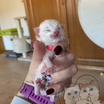 chaton Ragdoll Rose Trycoline’s chaton Ragdoll Rose Trycoline’s
