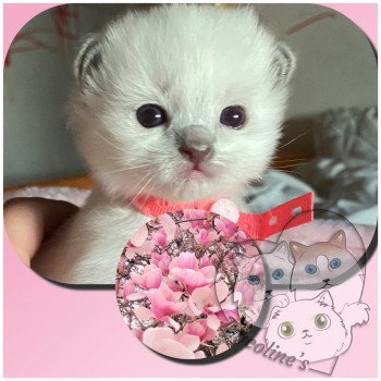 chaton Ragdoll blue point mitted RedCharm Magnolya Trycoline’s chaton Ragdoll blue point mitted RedCharm Magnolya Trycoline’s