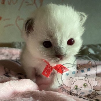 chaton Ragdoll blue point mitted RedCharm Magnolya Trycoline’s