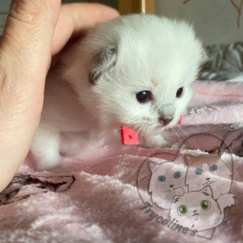 chaton Ragdoll blue point mitted RedCharm Magnolya Trycoline’s